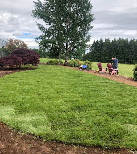 A freshly sodded backyard lawn beside a Japanese maple with seating set up